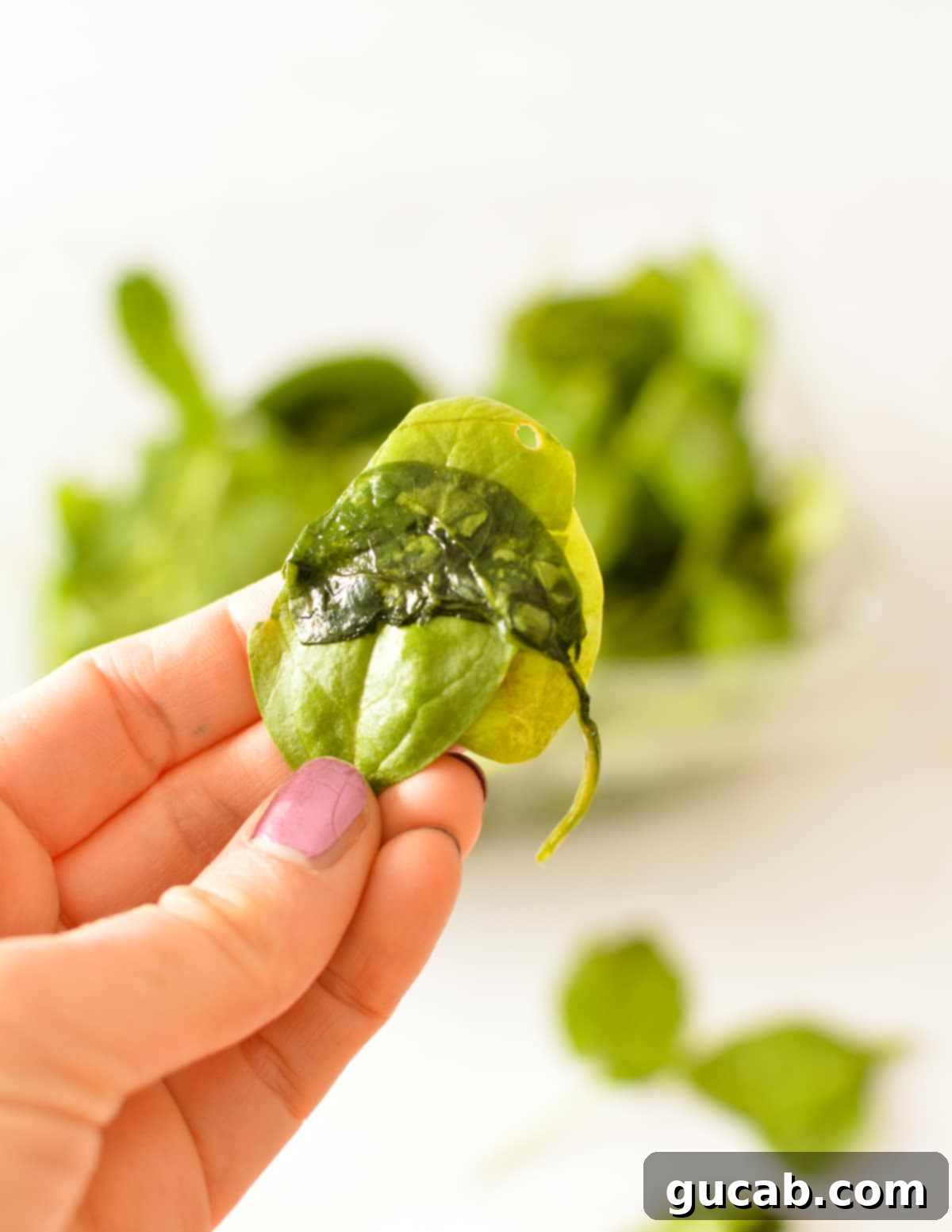 hand holding bad spinach