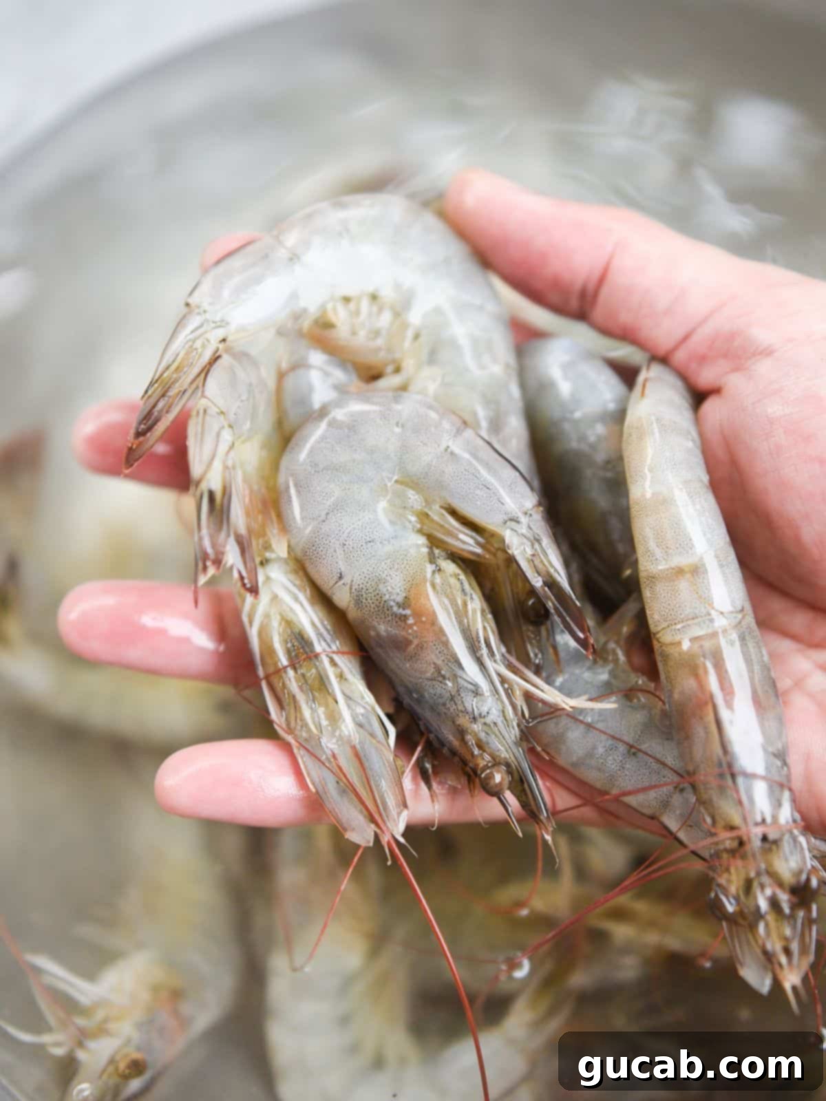 A hand holding thawed shrimp under a stream of cold running water, showing the correct thawing method.