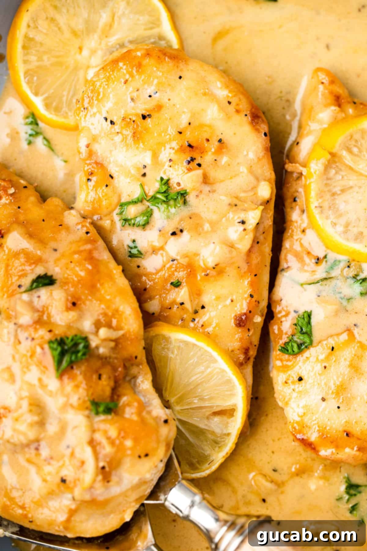 chicken in creamy lemon sauce. 