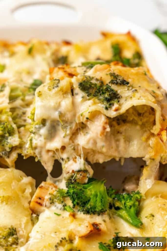 chicken broccoli lasagna. 
