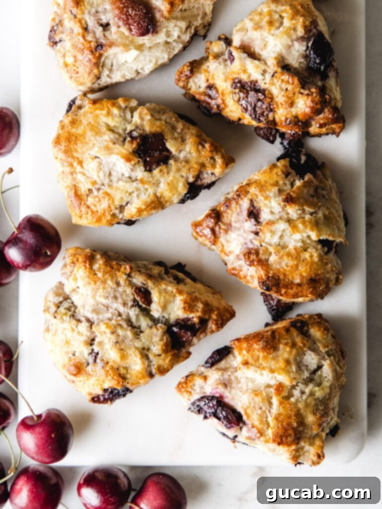 cherry chocolate scones on parchment paper near bing cherries.