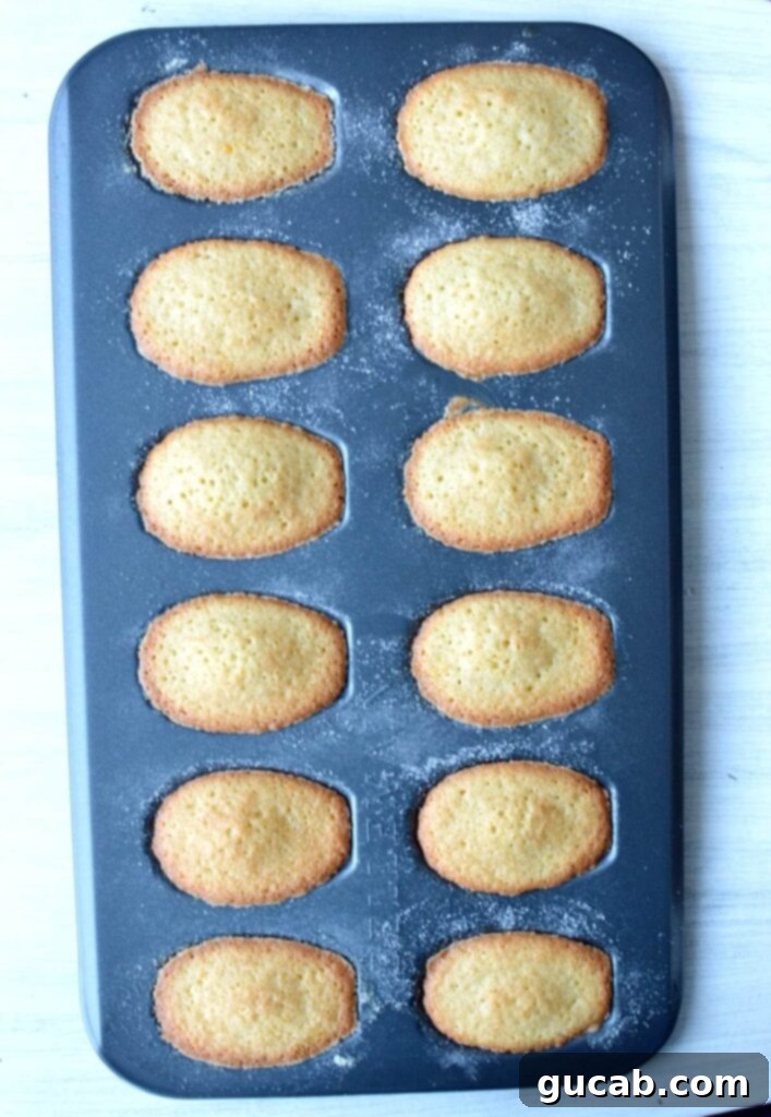 Irresistible Gluten-Free Madeleines 5 Gluten-free madeleines freshly baked and still resting in the madeleine pan, showing their golden hue.