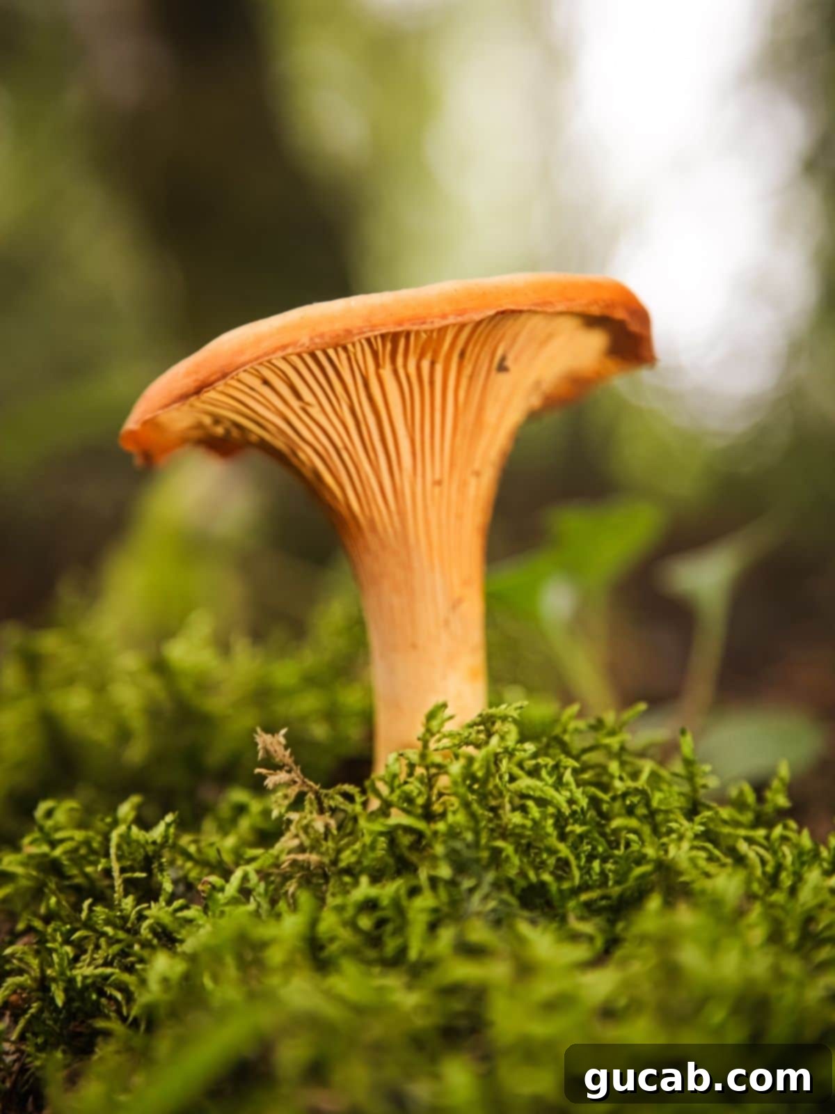 chanterelle mushroom